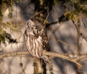 BorealOwl011 DeNoiseAI Severe Noise
